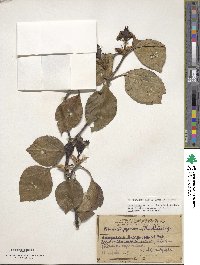 Viburnum japonicum image