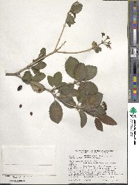 Viburnum lantana image