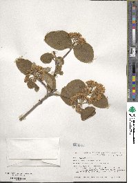 Viburnum lantana image