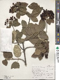 Viburnum lantana image