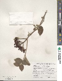 Viburnum lantana image