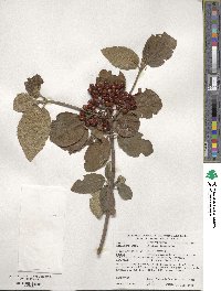 Viburnum lantana image