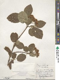 Viburnum lantana image