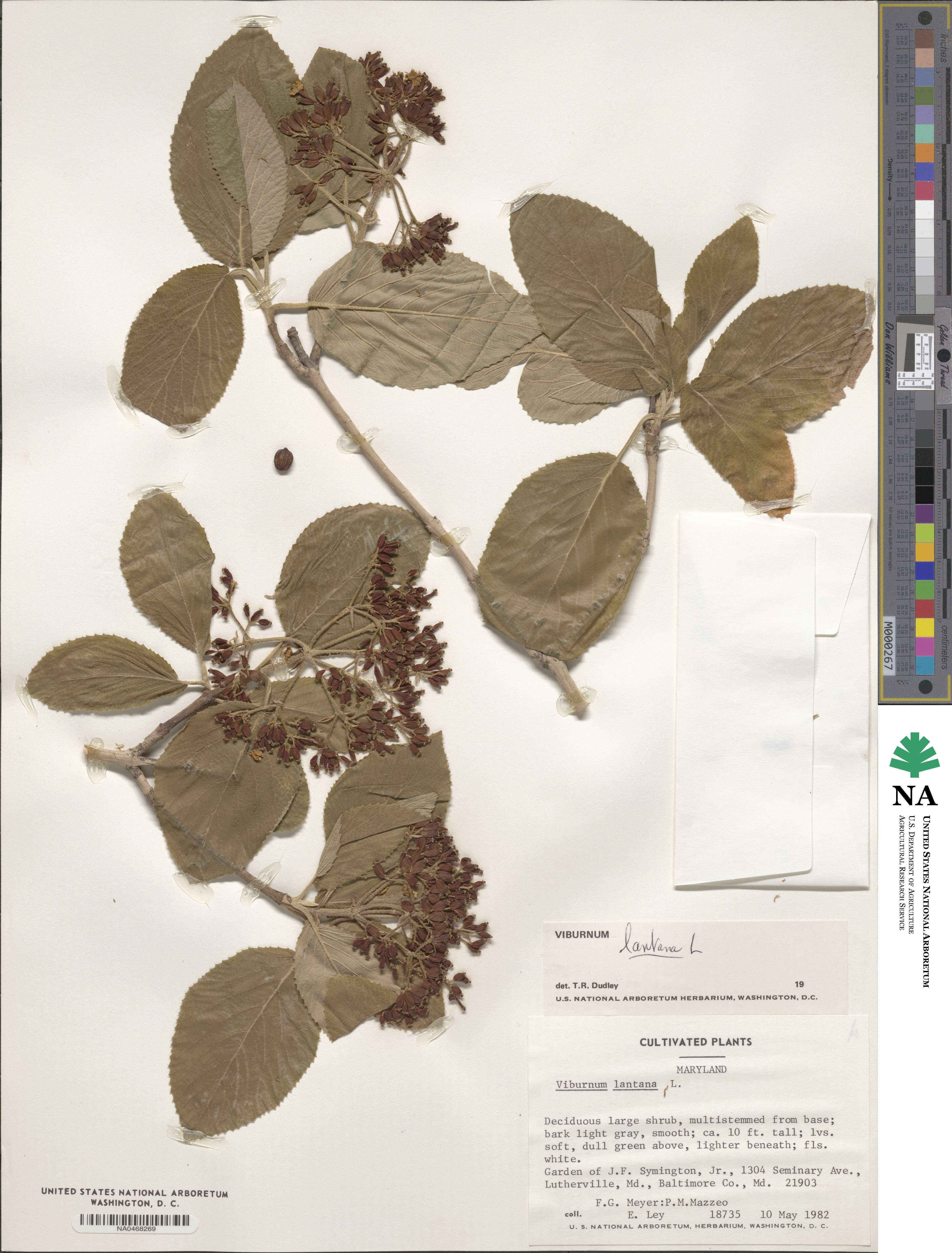 Viburnum lantana image