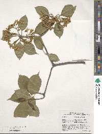 Viburnum lentago image