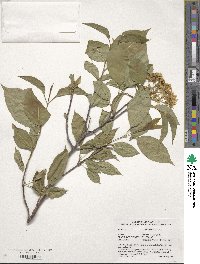 Viburnum lentago image