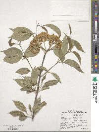 Viburnum lentago image