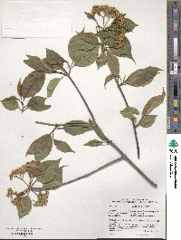 Viburnum lentago image