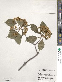 Viburnum lentago image