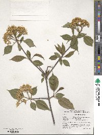 Viburnum lentago image