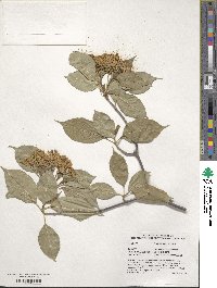 Viburnum lentago image