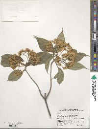 Viburnum lentago image