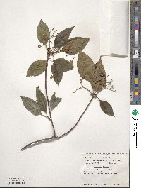 Viburnum lentago image