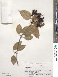 Viburnum lentago image