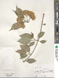 Viburnum lentago image