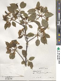 Viburnum lentago image