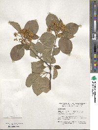 Viburnum lentago image