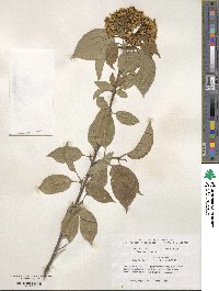 Viburnum lentago image