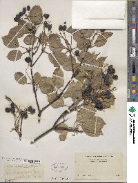 Viburnum lentago image