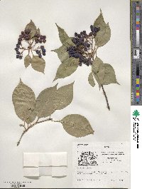 Viburnum lentago image