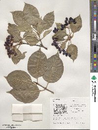 Viburnum lentago image