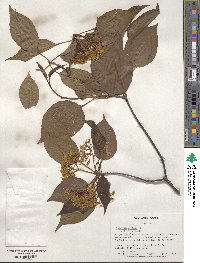 Viburnum lentago image