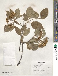 Viburnum lentago image