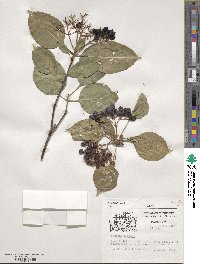 Viburnum lentago image