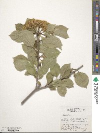 Viburnum lentago image