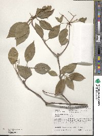 Viburnum lentago image