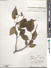 Viburnum lentago image