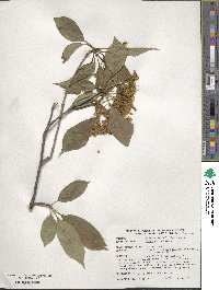 Viburnum lentago image