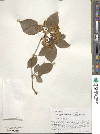 Viburnum lentago image