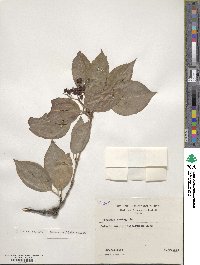 Viburnum lentago image