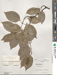 Viburnum lentago image