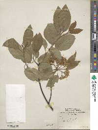 Viburnum lentago image