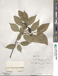 Viburnum lentago image