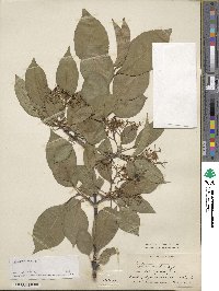 Viburnum lentago image