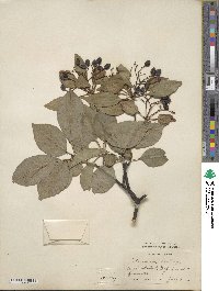 Viburnum lentago image