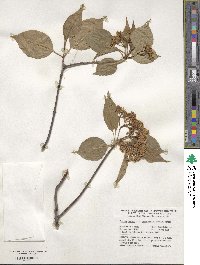 Viburnum lentago image