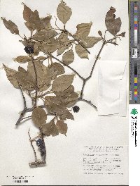 Viburnum lentago image