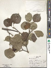 Viburnum betulifolium image