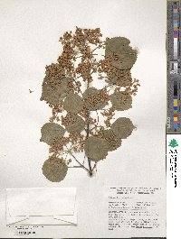 Viburnum betulifolium image