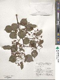 Viburnum betulifolium image