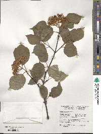 Viburnum betulifolium image