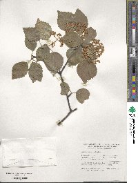 Viburnum betulifolium image