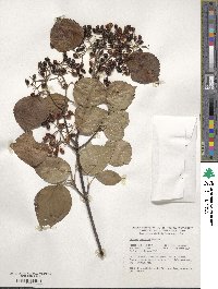 Viburnum betulifolium image