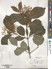 Viburnum betulifolium image