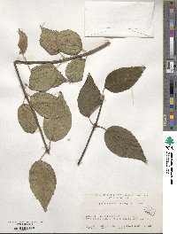 Viburnum betulifolium image