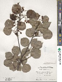 Viburnum betulifolium image